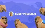 Кликер Capybara — заработок или пирамида?